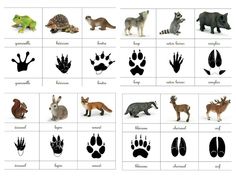 an animal's footprints are shown in black and white, as well as pictures of other animals