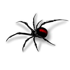 a black and red spider on a white background