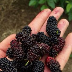 a person holding some blackberries in their hand