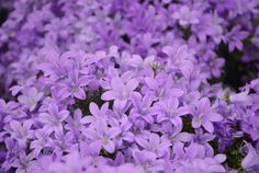 purple flowers are blooming in the garden