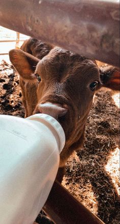 a brown cow sticking its head through a fence