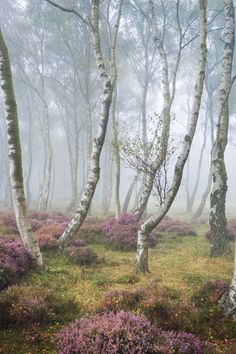 the woods are covered in thick fog and purple flowers, with trees on either side