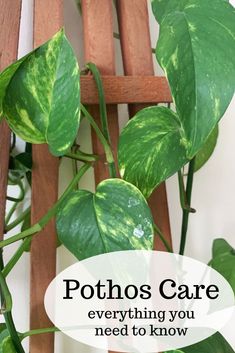 a green plant with the words, pothos care everything you need to know