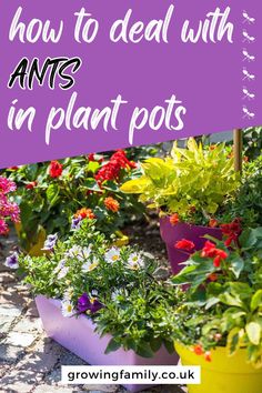 some plants that are in pots with the words how to deal with ants in plant pots