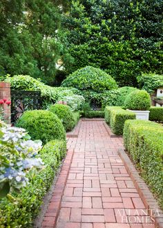 a brick pathway leads to a garden with hedges and boxwood trees in the background