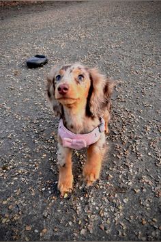 a small dog standing on top of a gravel road