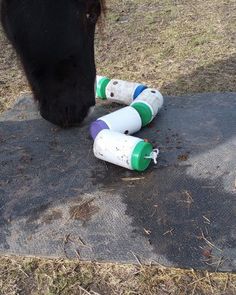 a black horse eating some plastic tubes on the ground