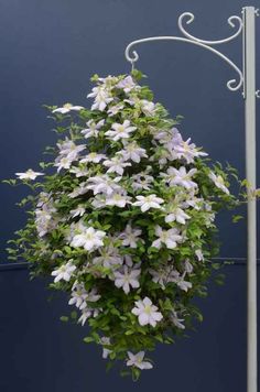 white flowers are hanging from a pole in front of a blue wall