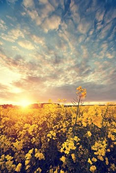 a field full of yellow flowers with the sun setting in the distance behind it and clouds overhead