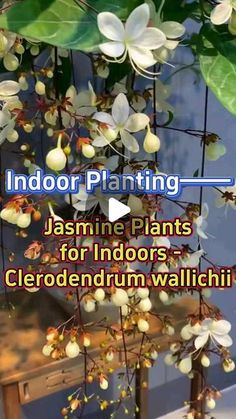 an indoor plant with white flowers hanging from it's sides and the words indoor planting