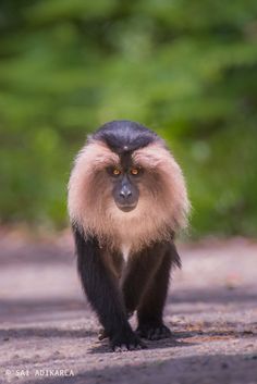 a monkey is walking down the road