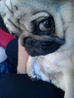 a small pug dog sitting on someone's lap with its head turned to the side