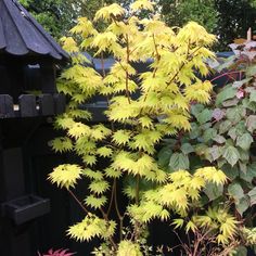 the yellow leaves on this tree are very attractive