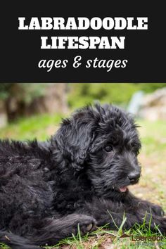 a black dog laying in the grass with text that reads labradodle life span ages & stages