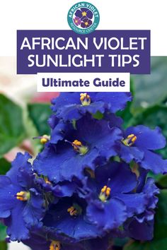 blue flowers with the title african violet sunlight tips ultimate guide