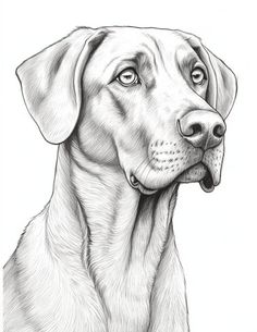 a black and white drawing of a dog