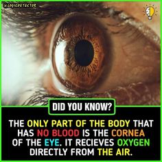 an eye with the caption did you know?, the only part of the body that has no blood is the corona of the eye it receives oxygen directly from the air