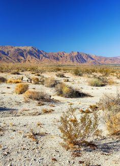 the desert with mountains in the background