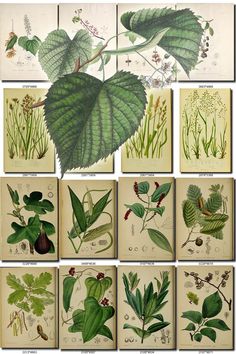 an image of leaves and plants in different stages of life on the same page, with text