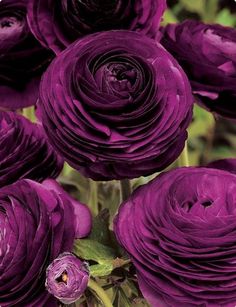 a bunch of purple flowers with green leaves