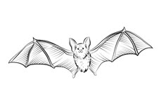 a bat flying in the air with its wings spread