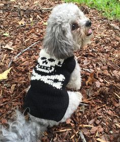 a small dog wearing a sweater sitting on leaves in the woods with its tongue out