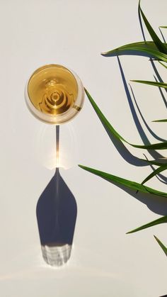 a wine glass sitting on top of a table next to some green plants and leaves