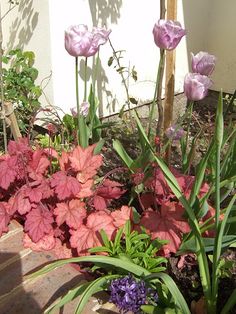 pink and purple flowers in front of a white building with green leaves on the ground