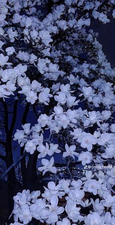 white flowers blooming on the branches of trees in front of a building at night