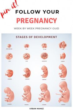 the stages of baby development in different stages