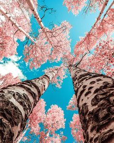 looking up at the tops of two tall trees with pink flowers on them and blue sky in the background