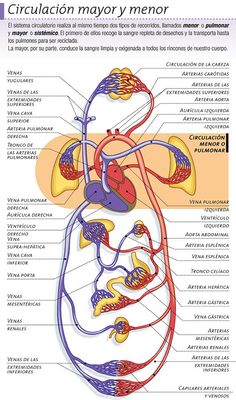 an image of the circulator major nervous system