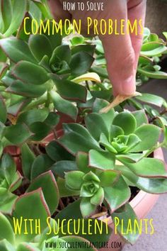 someone is picking up some green plants in a pot with text overlay that reads how to solve common problems with succulent plants