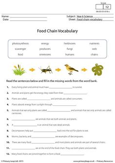 the food chain vocableary worksheet is filled with pictures and words