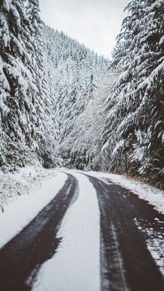 the road is lined with snow covered trees