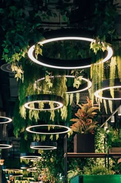 an indoor garden with plants hanging from the ceiling and circular lights in the air above them