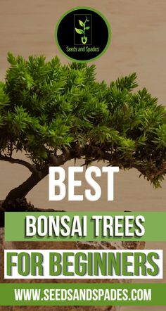 bonsai trees for beginners with the title best bonsai trees for beginners