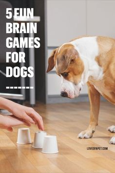 Brain Games 4 Dogs by Vi Dog Play Ideas, Dog Gym, Games For Dogs, Dog Boredom, Brain Games For Dogs, Fun Brain, Mental Stimulation