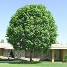 a large tree in front of a house