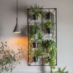 Emilia Decorative Metal Wall Plant Pot Small In Black Wall Plant Pot, Vertical Garden Wall Planter, Wall Trellis, Greenery Wall, Metal Trellis, Vertical Garden Wall, Valentines Decorations, Walled Garden, Summer Decorating