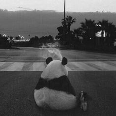 a black and white photo of a panda bear sitting on the ground next to an empty beer bottle