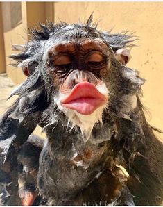 a wet monkey with its mouth open and it's tongue out