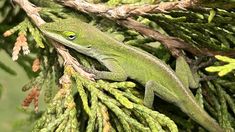 Green Lizard on Arborvitae branch stock photos Emerald Green Arborvitae, Green Lizard, Afternoon Sun, Bright Green, Emerald Green, Emerald