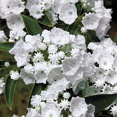 white flowers are blooming in the garden