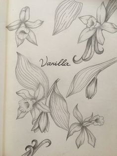 an open book with drawings of flowers and the words vanilla written on it in cursive writing