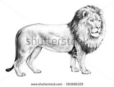 a black and white drawing of a lion standing with its head turned to the side