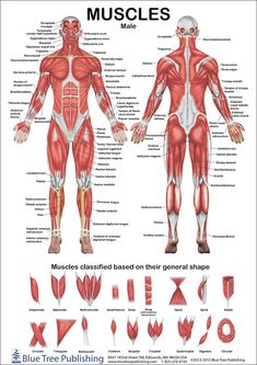 the muscles are labeled in red and white, with text below it that says musclees