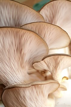 several mushrooms are growing on the side of a table