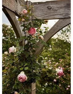 pink roses growing up the side of a wooden structure