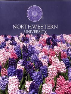 purple and pink flowers are in front of the sign for the north western university campus